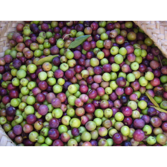 Arbequina olívabogyó (DUC)
